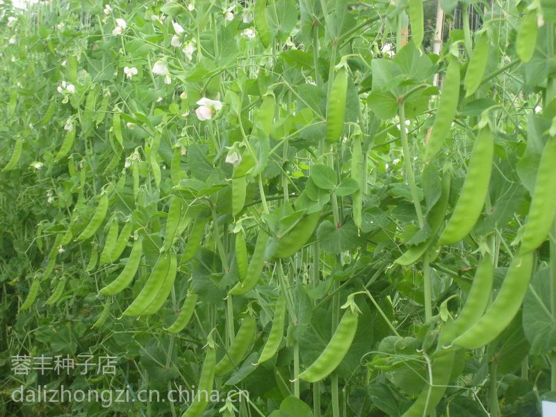 供应食荚大菜豌豆种子荷兰豆种子一级