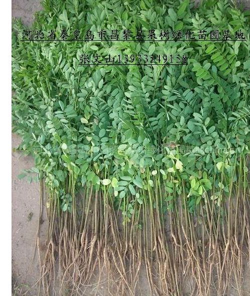 【供应紫穗槐农民种植户 急需低价销售紫穗槐苗木】图片