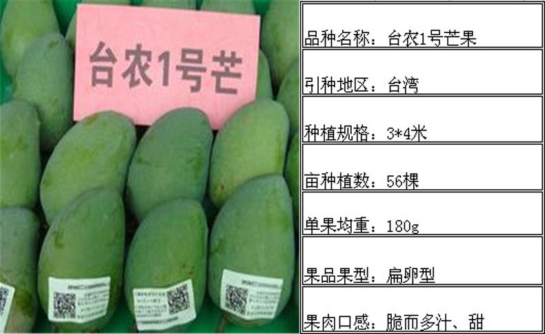 供应大量供应台农1号芒果嫁接苗兴达苗木基地