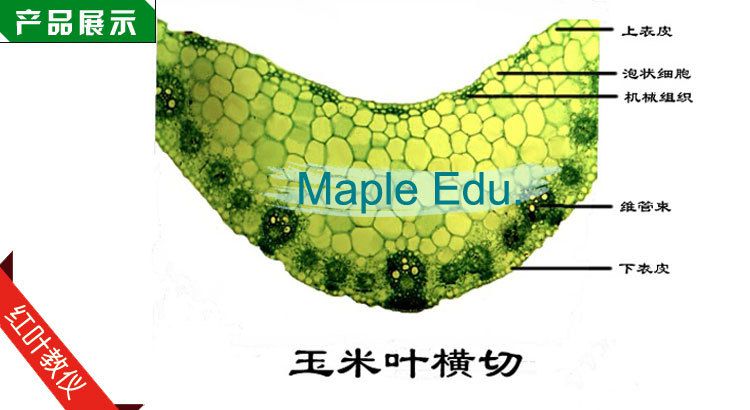 单子叶植物茎横切草本植物茎玉米茎横切生物切片标本