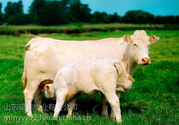 出售大量夏洛莱牛肉牛养殖场山东牛羊养殖场