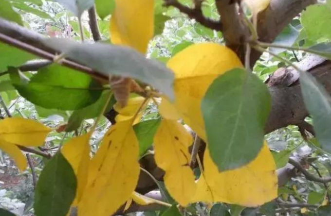 苹果树叶片发黄的原因苹果高产保花保果果美多