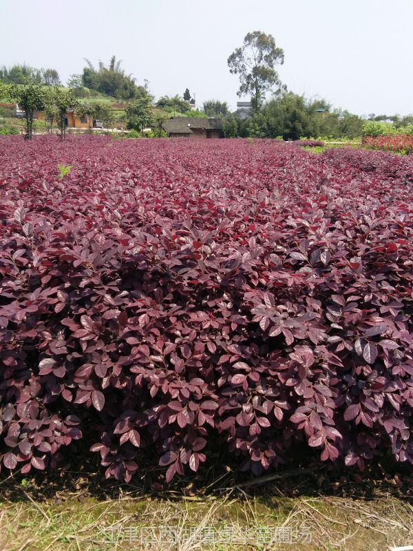 重庆红花继木苗红花继木苗红花继木基地苗