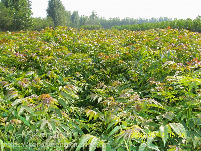 山东泰安绿油香椿苗种植技术可用作木材的绿油香椿树苗批发