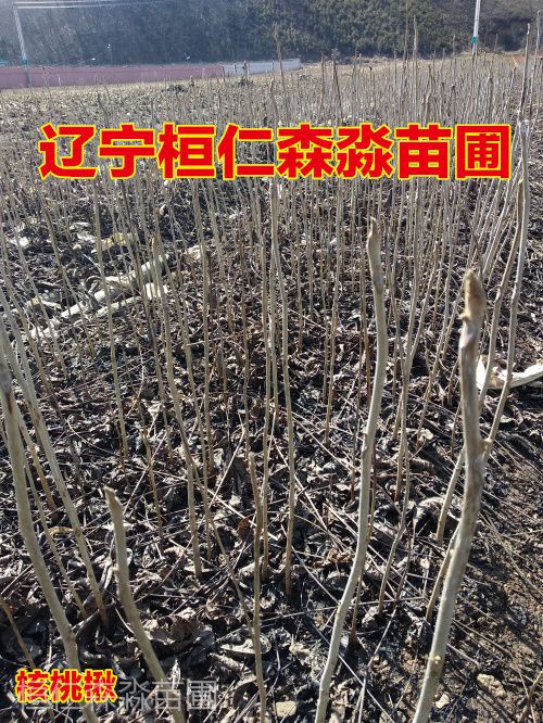 东北核桃楸树苗 辽宁核桃楸基地 东北山核桃树 核桃楸树苗价格 辽宁