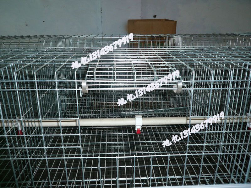 广州旭亿丝网生产热阶梯式镀锌肉鸡笼弹簧门自动门鸡笼