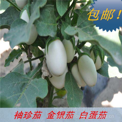 袖珍茄子种子白蛋茄挂果多金银茄鸡蛋茄种子观赏期长包邮