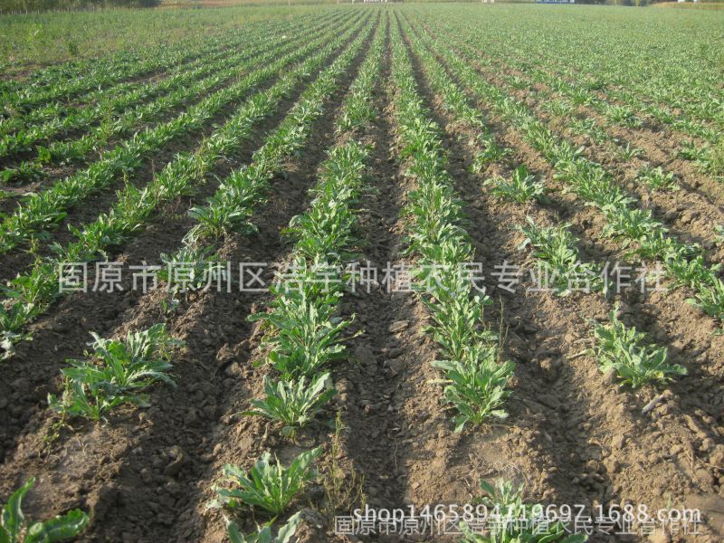 宁夏野生地椒草百里香茶三伏天现摘百里香中药材百里香地椒子