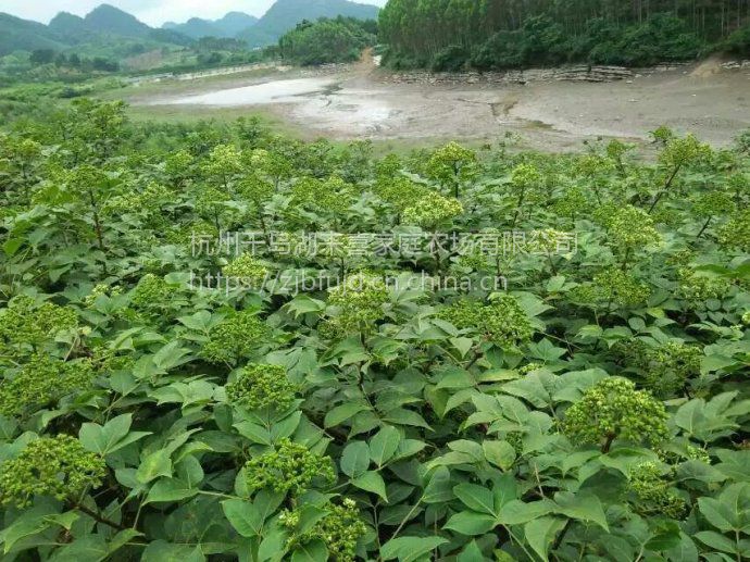 中花吴茱萸吴茱萸吴芋茶辣苗