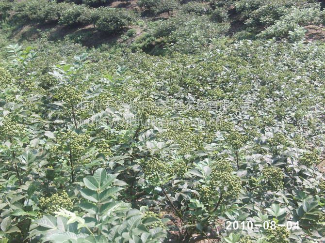 中花吴茱萸吴茱萸吴芋茶辣苗