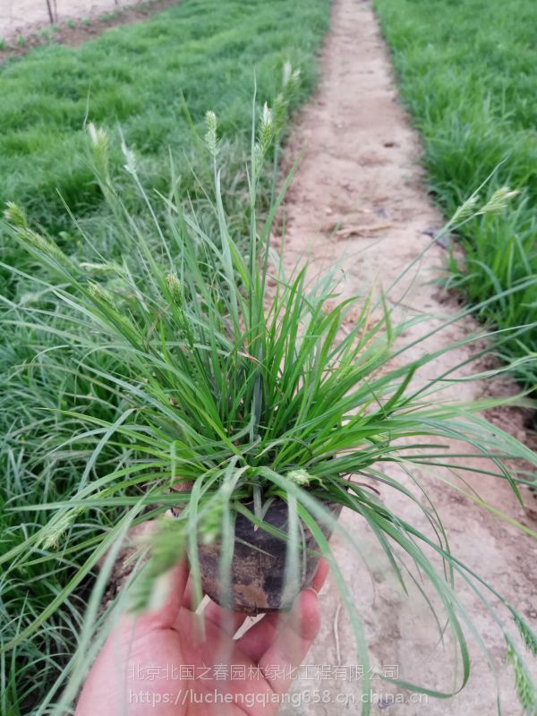青绿苔草批发青绿苔草基地青绿苔草价格青绿苔草种植