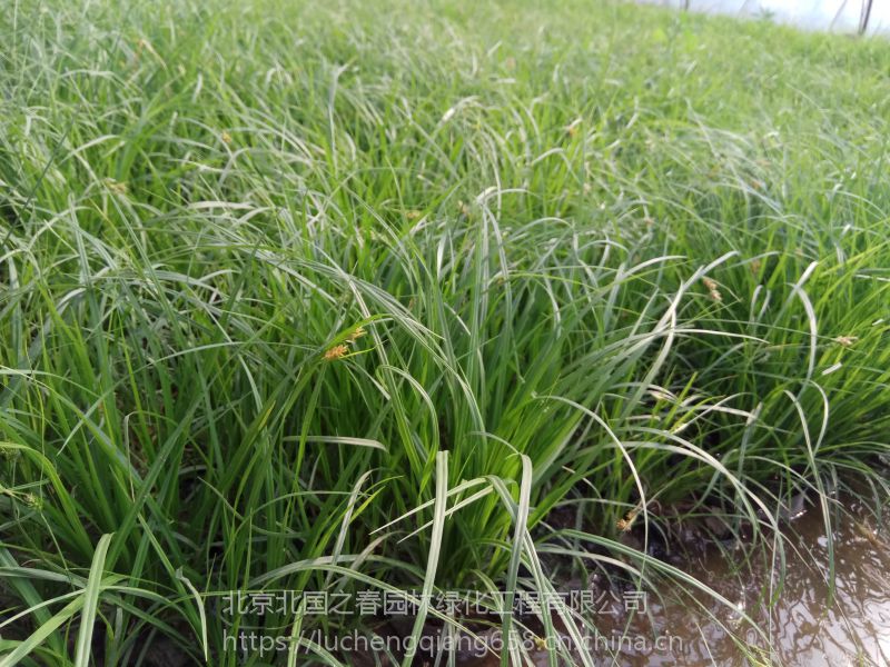 青绿苔草批发青绿苔草基地青绿苔草价格青绿苔草种植