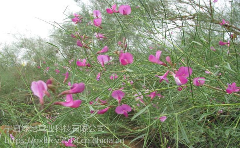 【批发林木种子【花棒种子】观赏绿化 景观植物