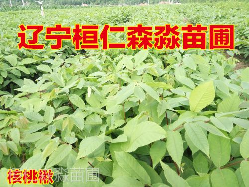 东北核桃楸树苗 辽宁核桃楸基地 东北山核桃树 核桃楸树苗价格 辽宁