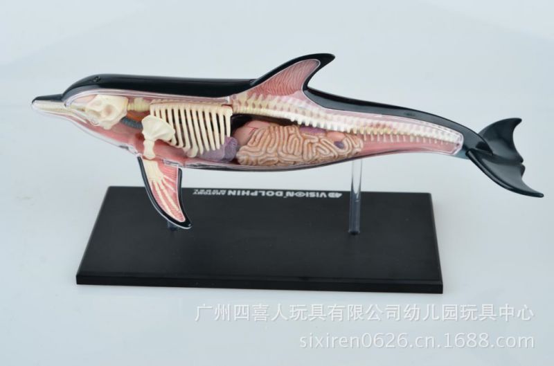 4dmaster中小学生动物海豚标本解剖模型ha26103