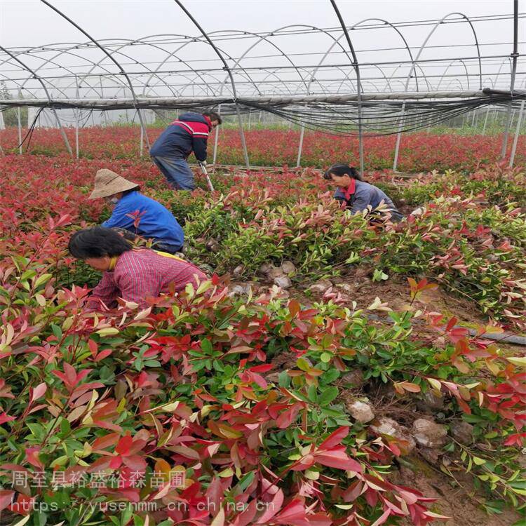 陕南红叶石楠批发 苗木绿化价格 宝鸡红叶石楠裕盛市场