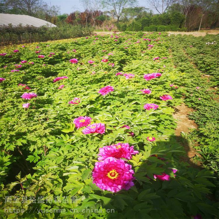 牡丹 别墅风景树 白色开花早健壮 牡丹苗批发基地