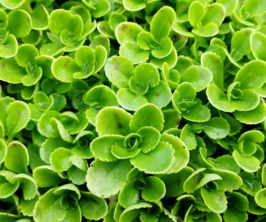 常年供货量:50万盆花期:6-7月苗高:10-15cm品名:西德景天,德国景天