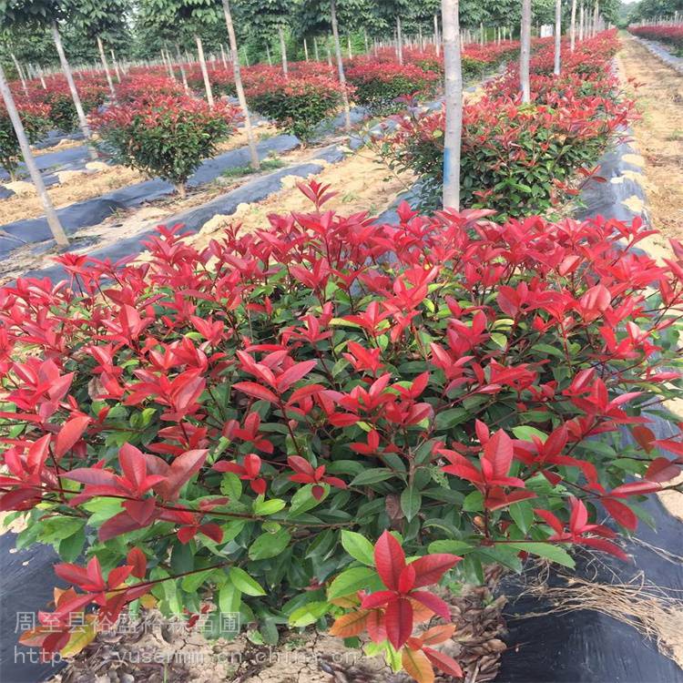 1米红叶石楠球树苗 美植袋苗绿化苗木 红叶石楠植物篱笆墙
