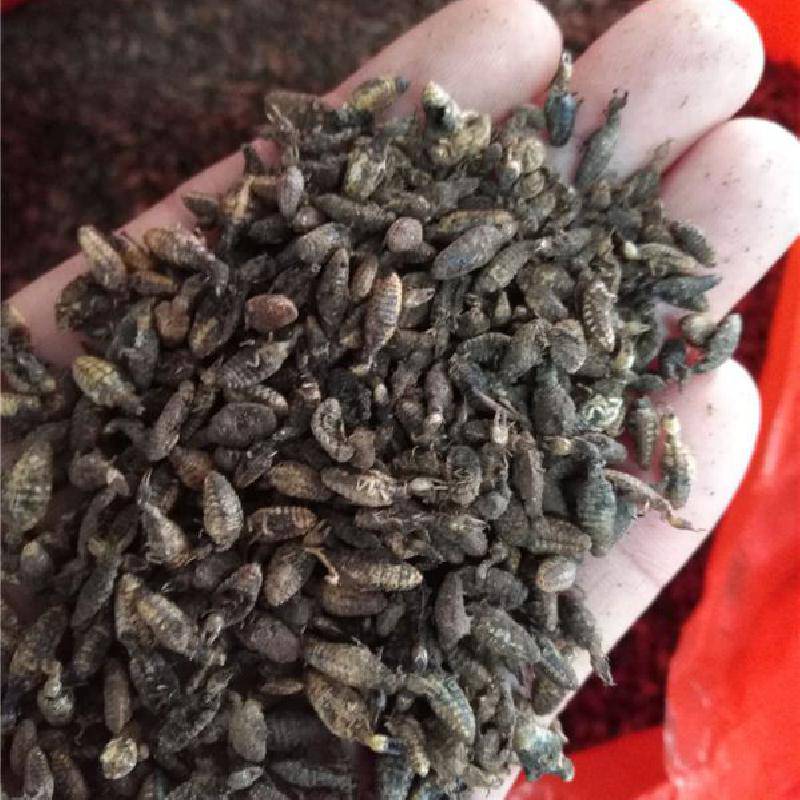地牯牛药用功效有什么作用金沙牛产地哪里购买批发价格多少钱一公斤