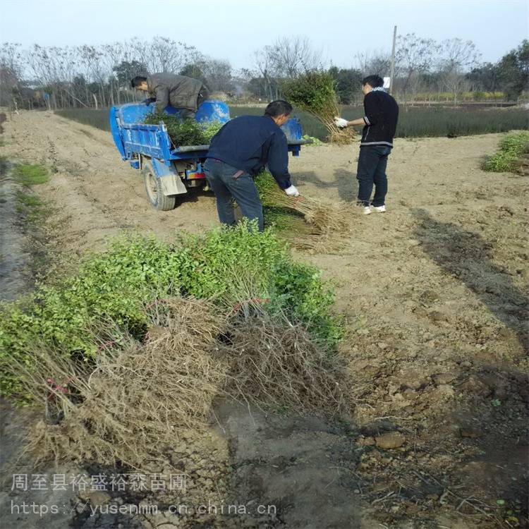 小叶女贞球基地 耐寒不落叶绿化 红叶石楠球常用绿化苗木