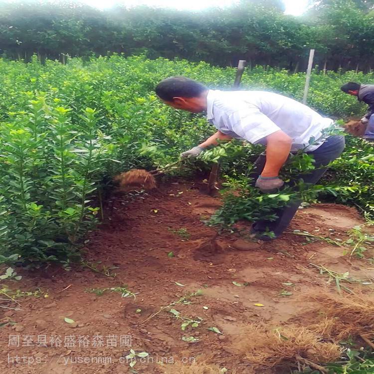 绿化苗木 冬青 绿化苗木种植挖苗配送
