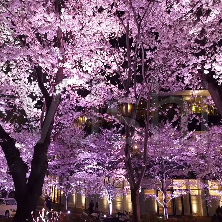 美樱花树日本樱花苗绿化可南北方种植樱花树苗多规格