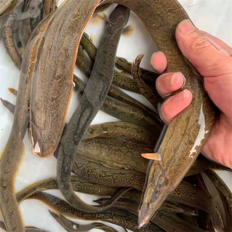 淡水养殖纳锥鱼鱼苗鲜活芝麻据鱼沙鳅鱼苗全国发货