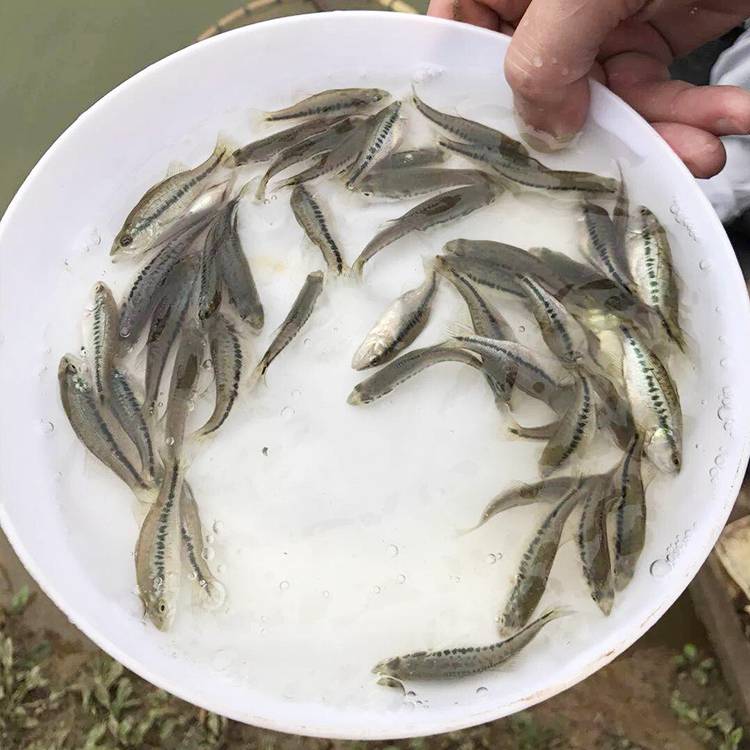 加州鲈鱼苗大口鲈鱼七星鲈鱼鲈鱼苗淡水鱼苗鲈鱼水花