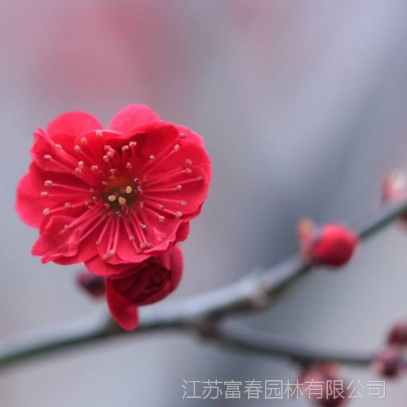 【朱砂梅 盆栽地栽苗乌梅 耐寒花卉观花植物室内浓香