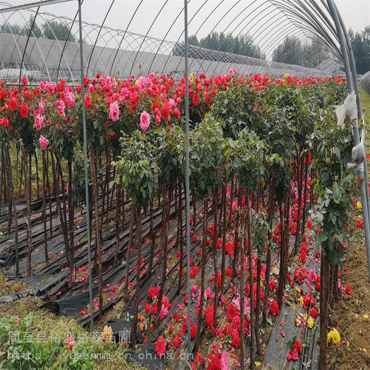 高杆月季 适合做风景树 卡罗拉月季 常用绿化开花植物