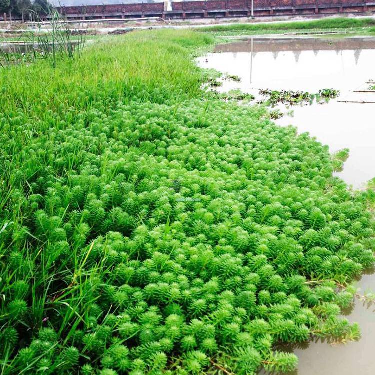 聚草基地批发水体绿化水生植物湿地绿化观叶单瓣狐尾藻