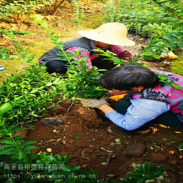 绿化苗木 冬青 树苗球型苗木30亩地