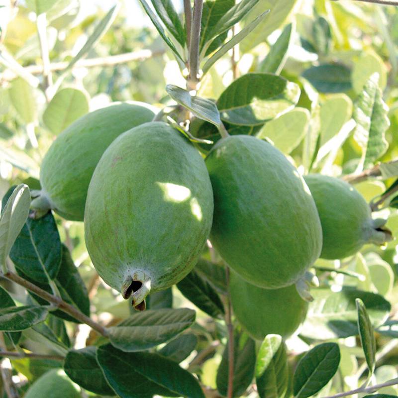 菲油果几年结果菲油果哪个品种好