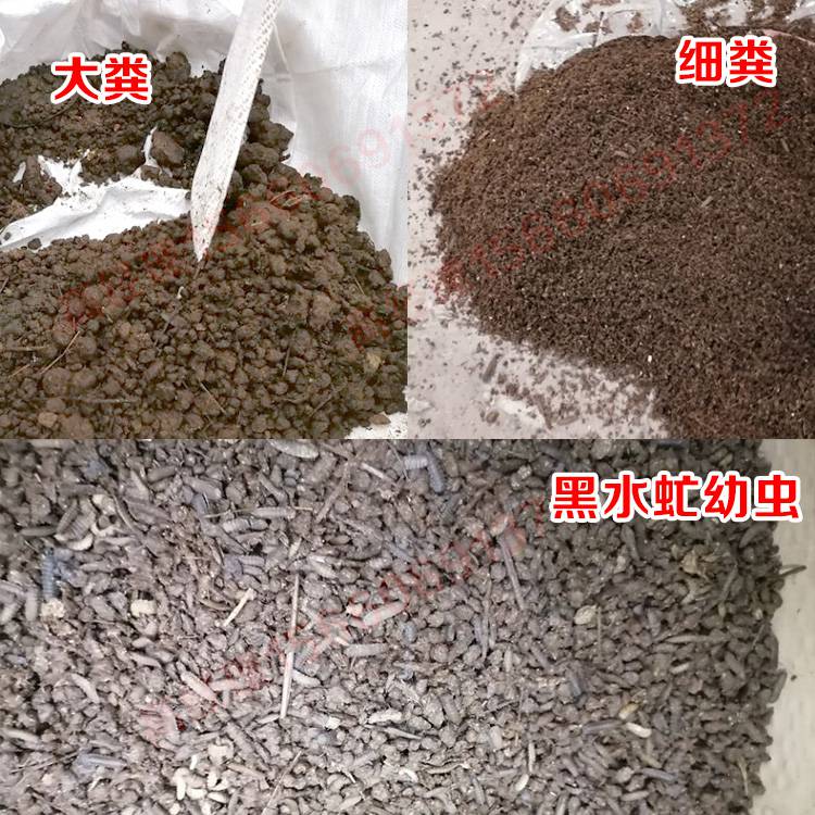 1230型黑水虻直线筛分机 虫粪分离筛 1.1kw黑虻虫大小