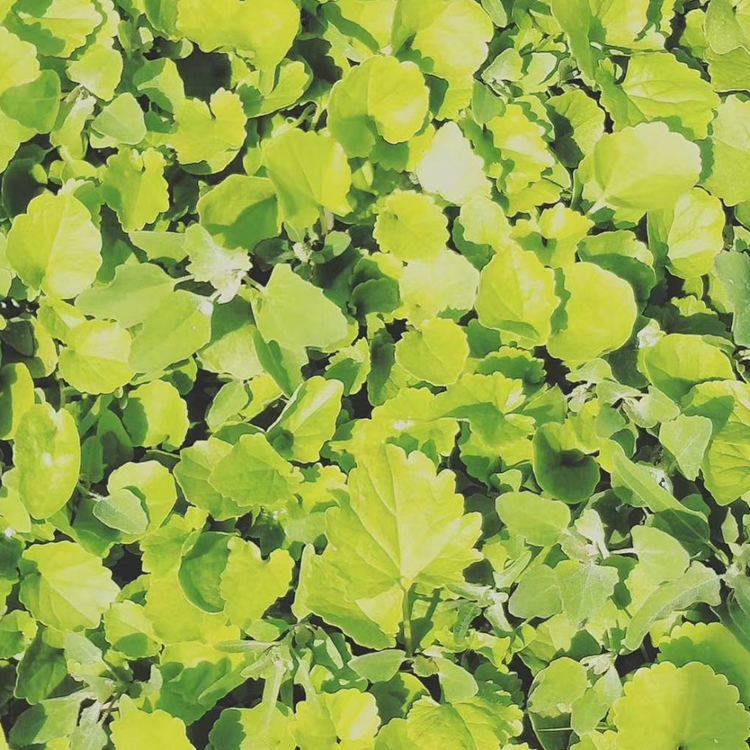 大量出售二月兰绿化用时令草花二月兰种植基地