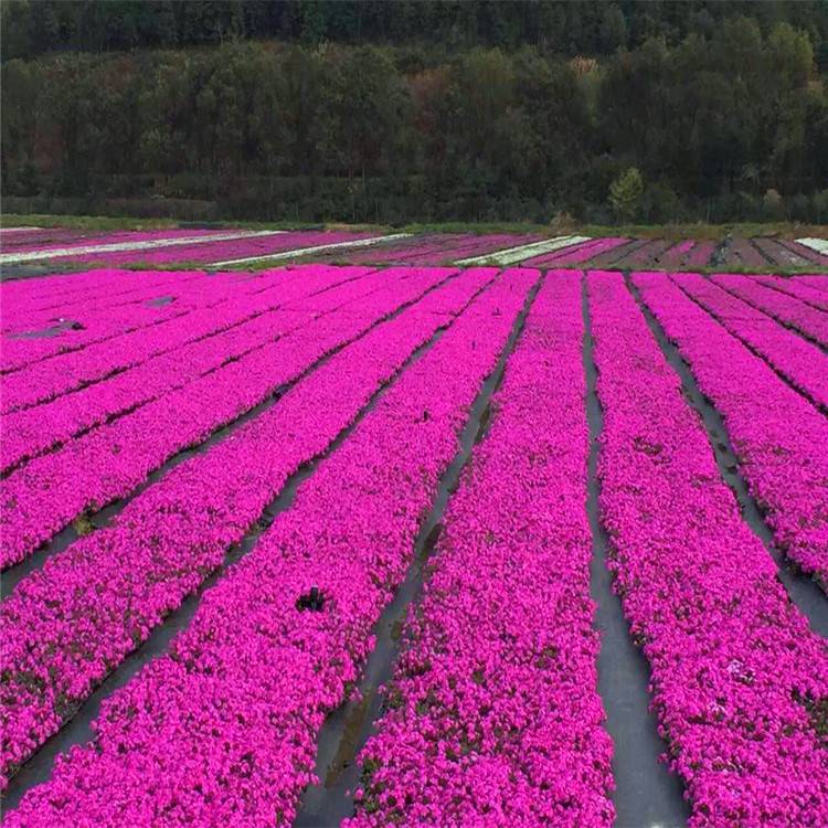 美丽乡村花海护坡项目丛生芝樱丛生福禄考六种花色只卖一样的价格