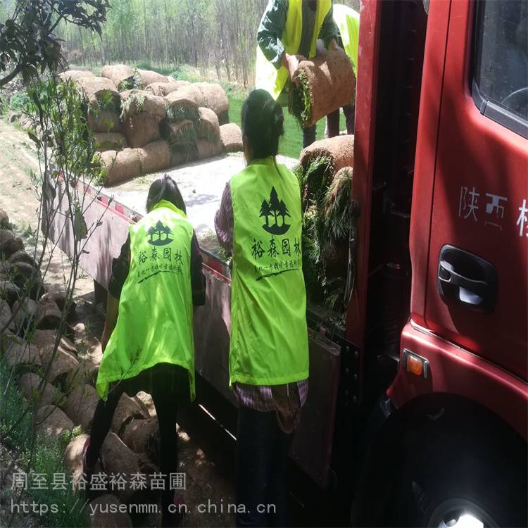 杨凌苗圃买树苗 陕西周至柳树 绿化苗木风景树