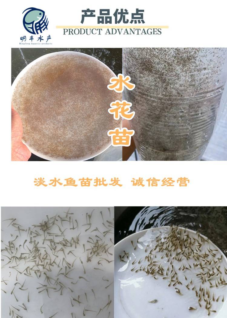 沿滩武昌水花苗基地生产大头鱼水花苗高新区石斑水花苗