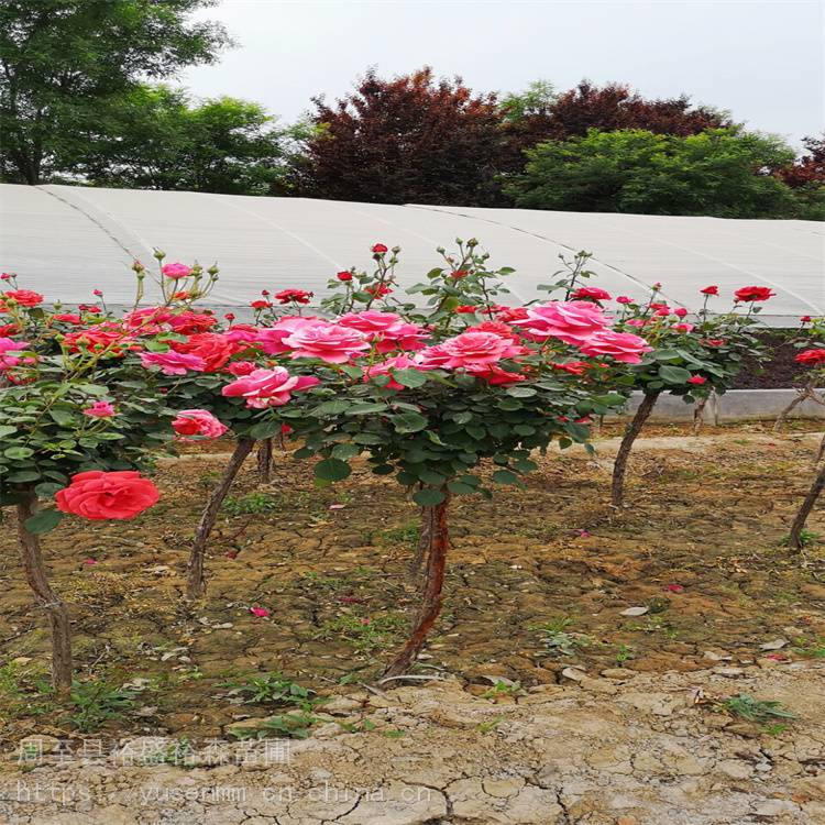 本地花木小苗 渭南卡罗拉月季 园林观花植物 陕西月季高杆