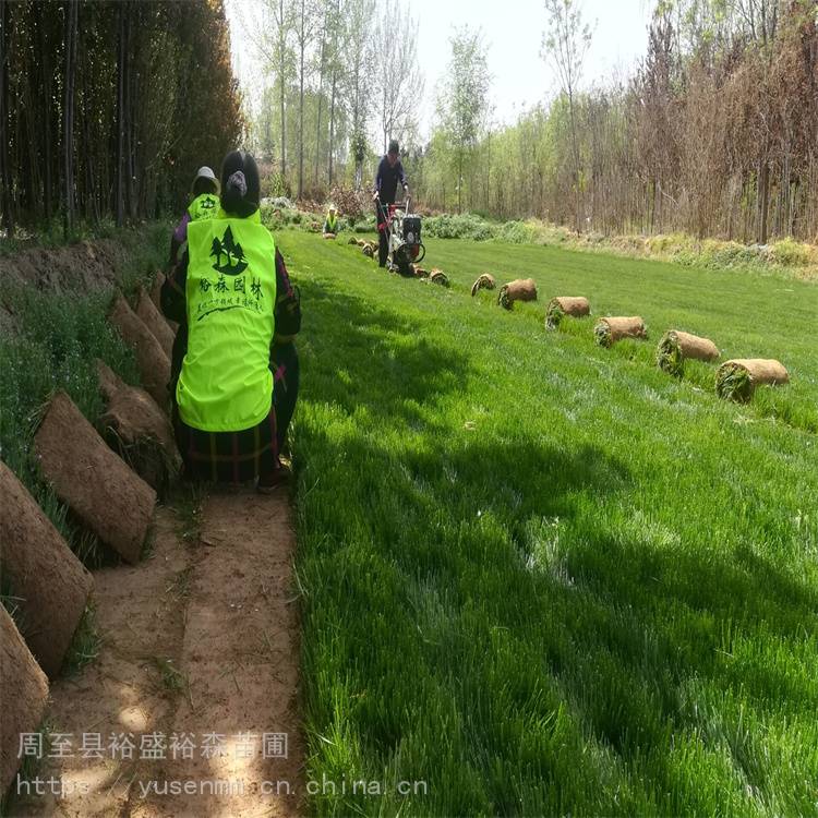 杨凌苗圃买树苗 陕西周至柳树 绿化苗木风景树