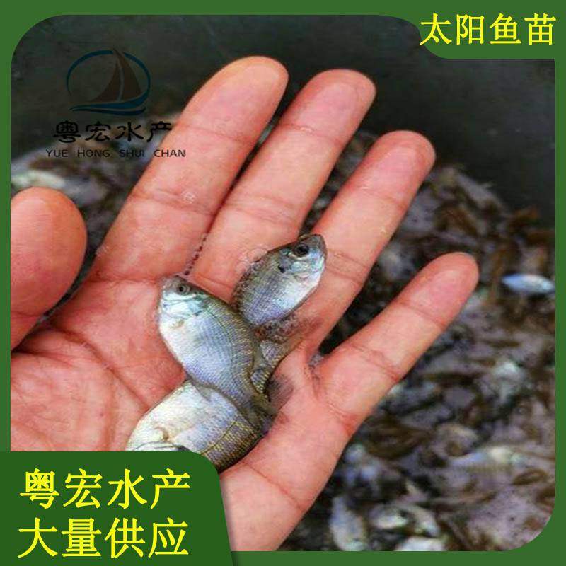 浙江宁坡蓝鳃太阳鱼苗太阳水花苗正宗金边太阳鱼太阳鱼苗全国空运包邮