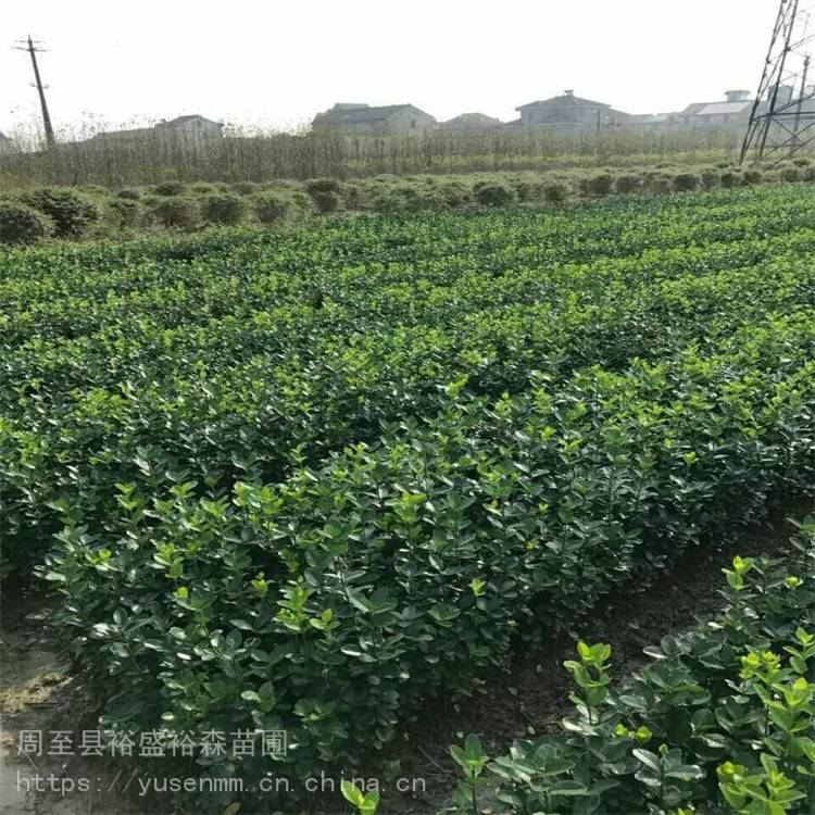 绿化苗木 冬青 工厂道路学校单位绿化效果好