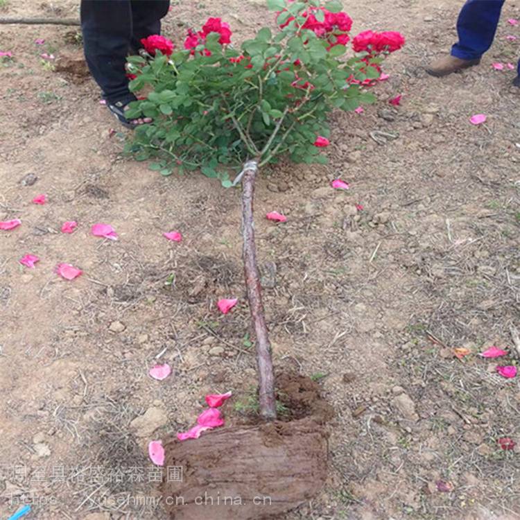 塔柏风景树 绿篱一平方多少棵 苗圃价格小苗子紫叶矮樱
