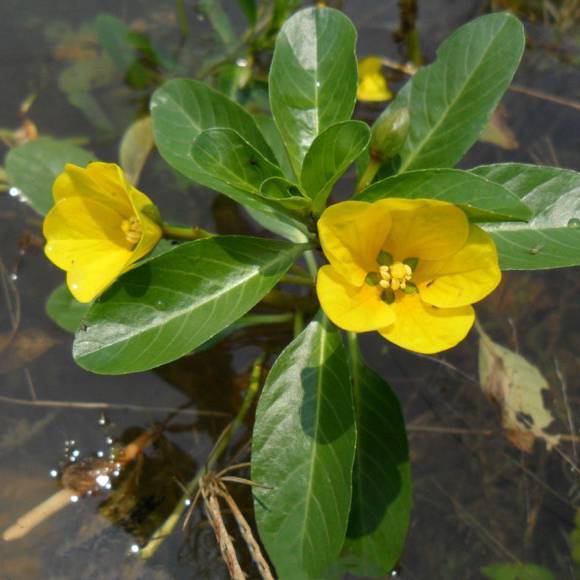 基地批发黄花水龙水生植物净化水质治理黑臭水体黄花水龙小苗