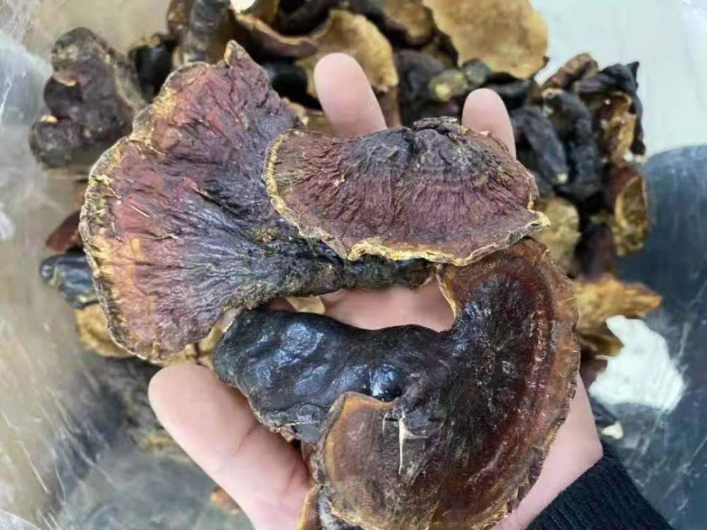 研究表明松杉灵芝子实体含有mn,cr,cu,fe,ca,mg,zn,se,ge等多种微量