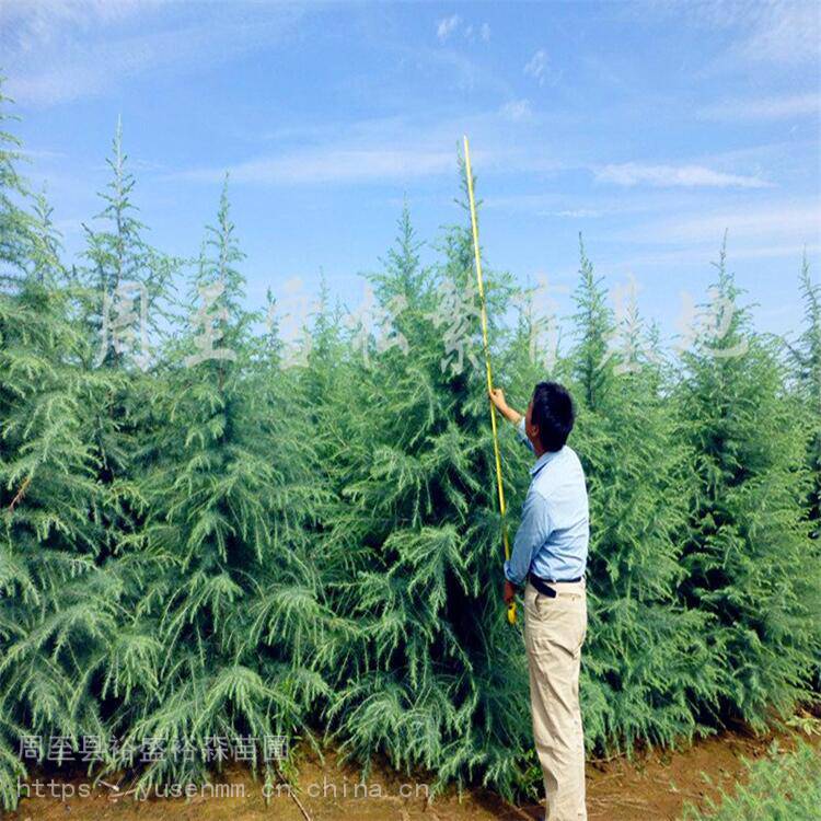 法国冬青树苗的移植工序 营养杯金叶榆 篱笆树苗绿化0.3-1.8米