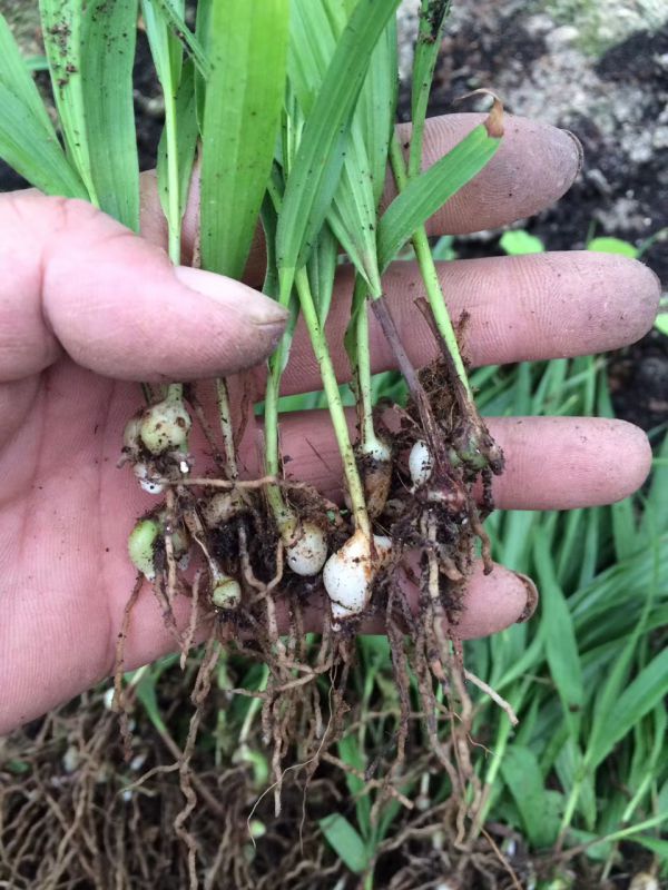 西安汉中天麻白芨重楼八角莲如何种植高产栽培经验批发商
