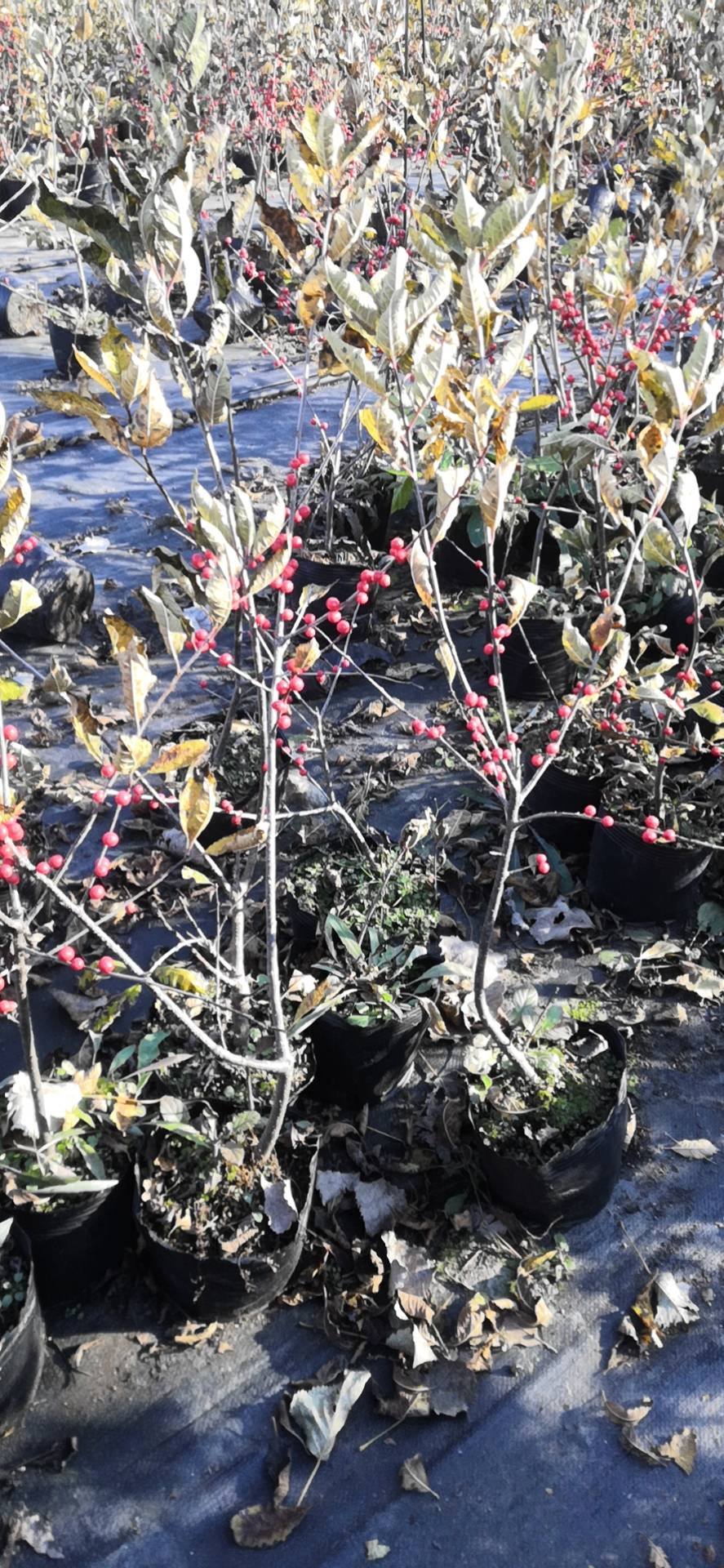 露天种植格瑞北美冬青树苗基地东北省份苗圃也能自然过冬