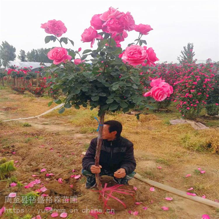 杨凌苗圃买树苗 陕西周至柳树 绿化苗木风景树